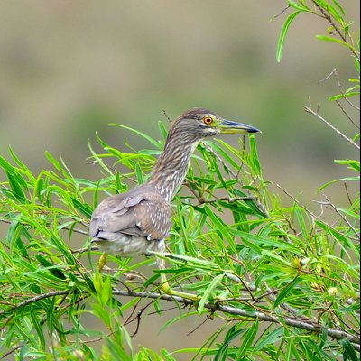 Limpkin